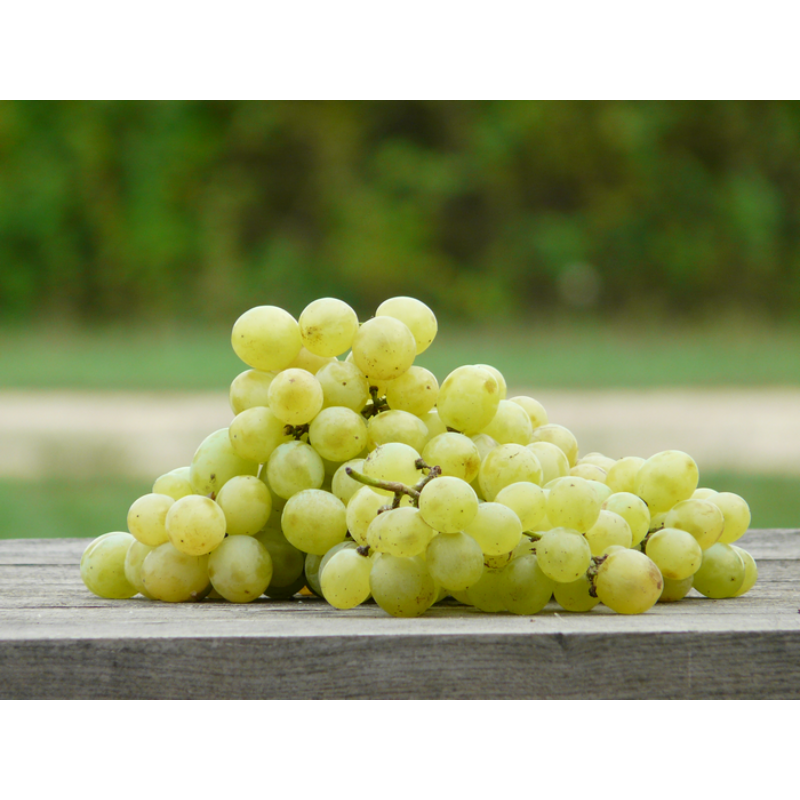 Csemegeszőlő (50-60dkg) 